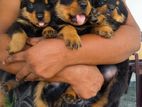 Rottweiler Puppies