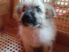 Healthy Terrier Puppy