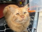 Ginger Persian Cat