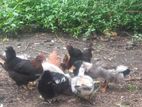 Farm Hens