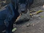 Great Dane Puppy