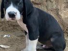 Great Dane Puppy