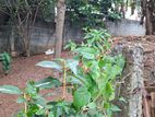 Heerassagala Land for Sale - Prime Location