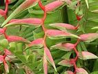 Heliconia Flowers Plant