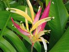 Heliconia Plant