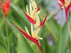 Heliconia Plants