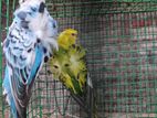 Helicopter Bird Pair