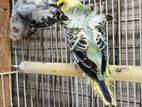 Helicopter Love Bird