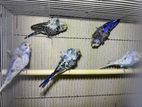 Helicopter Budgies