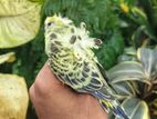 Helicopter Budgie