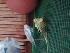 Helicopter Budgie (Love birds)