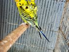 Helicopter Budgies