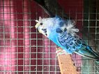 Helicopter Bird