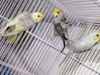 Helicopter Love Birds
