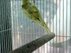Helicopter Love Bird