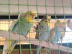 Love Bird