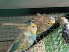 Helicopter love bird