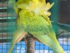 Helicopter Love Birds Breeding pair