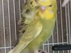 Helicopter Love Birds