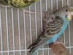 Love Birds