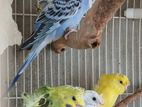 Love Birds