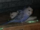 Love Birds