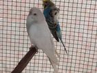 Helicopter Love Birds