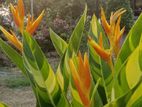 Variegated Heliconia Plant