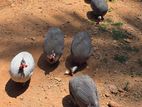 Helmeted Guineafowl ( Gini Kukulo )
