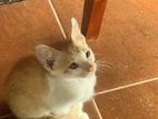 Kitten for Kind Home
