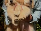 Golden Retriever Puppy
