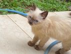 Himalayan Kittens