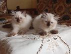 Himalayan Cats