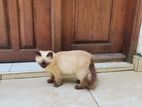 Himalayan Male Kitten