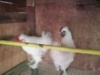 Hen Rooster