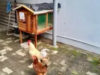 Hen and Rooster with Cage