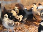 Hen Bentum Chicks