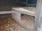 Hen Cage