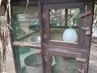 Hen Cage