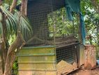 Bird Cage