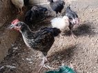Country Hens