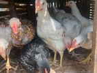 Farm Hens