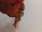 Hens an Rooster