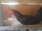 Chicken
