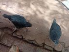 Farm Hens