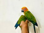 Sun Conure Bird
