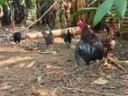 நாட்டுக்கோழி( ஊர்க்கோழி
