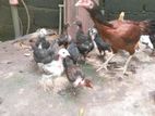 Hen with 15 Chick's