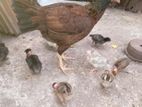 Hen with Chick's