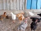 Hen(1.5 month)